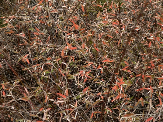 {Croton willdenowii}